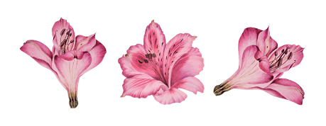 Amarilis