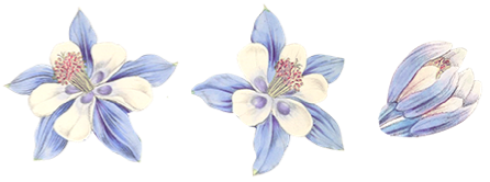 aquilegia