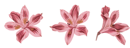 astromelia
