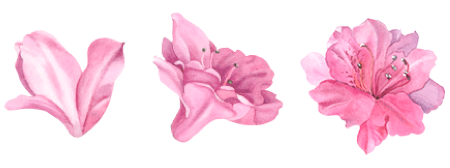 azaleia