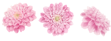 dalias2