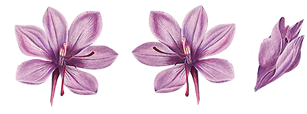Flor de açafrão