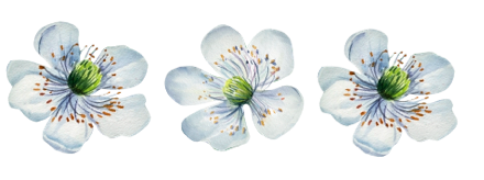 Flor de amoreira