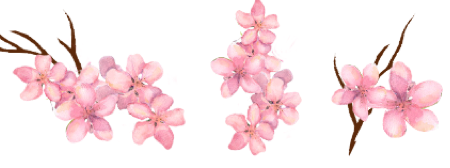flor-de-cerejeira