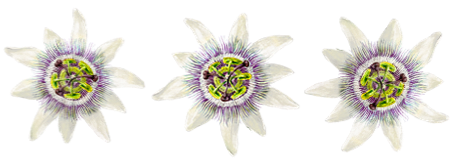 flor-de-maracuja