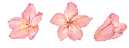 frangipani