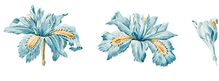 iris japonesa