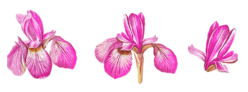 iris