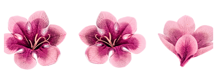 ixia