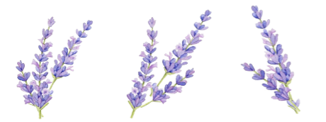lavanda