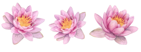 lotus
