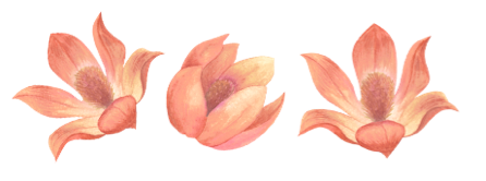 magnolias