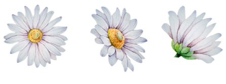 Margaridas