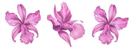 orquideas