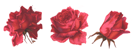 rosas2