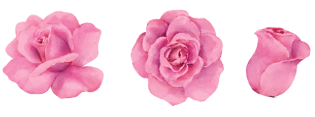 rosas