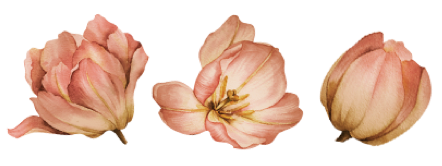 tulipas