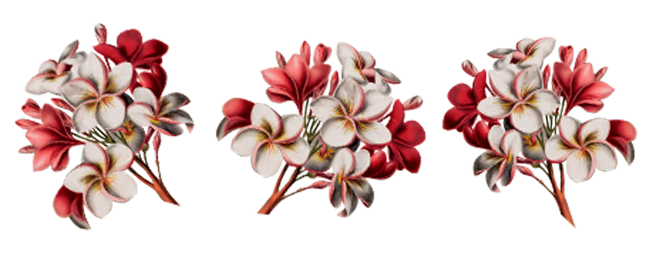Frangipani